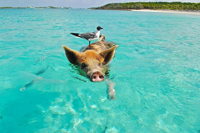 Koh Madsum (pig island) Koh Ten, Five island Tour - Quick hits