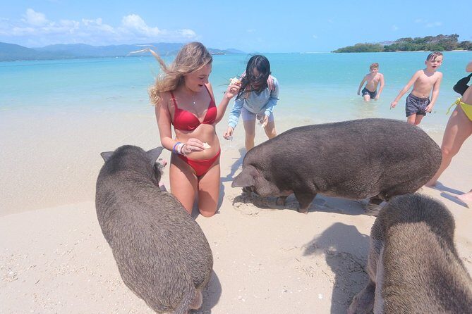 Pig Island Snorkeling & Sightseeing Tour By Speedboat From Koh Samui - Price and What You Actually Get for About $48