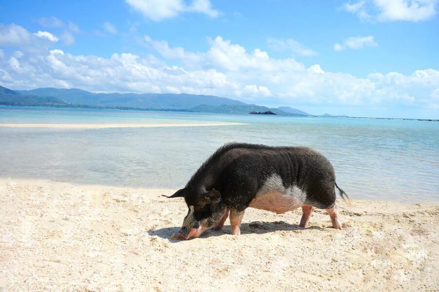 Pig Island(Koh Mudsum) and Koh Tan Half Day Snorkeling Tour - Who This Tour Suits Best (And Who Might Want Another Option)