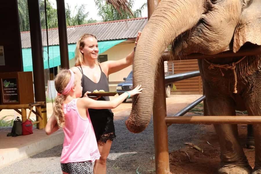 Samui: Elephant Nutrition and Care Education Experience - Practical Details You Should Know Before You Go